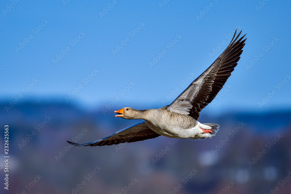Fototapeta premium Greylag goose