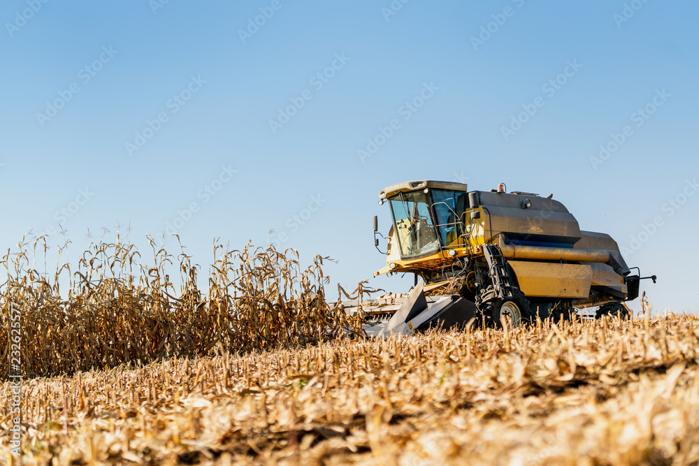 Fototapeta premium A combine harvester working in the corn fields