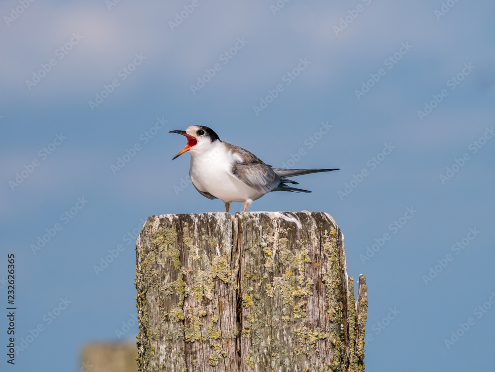 Obraz premium Common tern, Sterna hirundo, juvenile begging for food on wooden pole, Netherlands