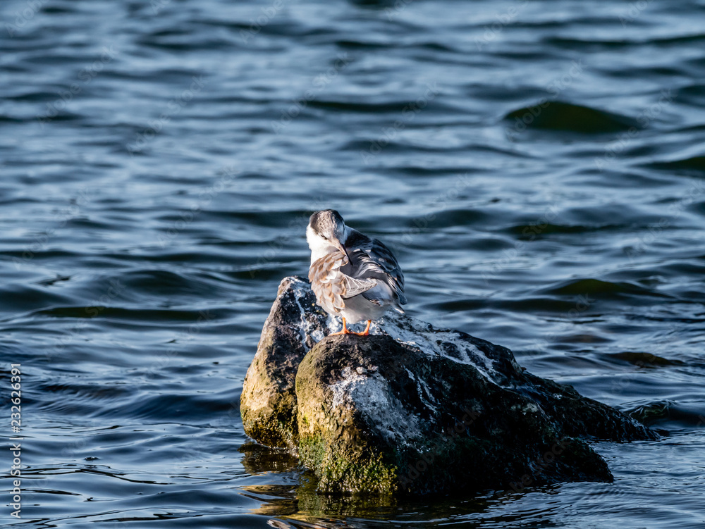 Fototapeta premium Common tern, Sterna hirundo, juvenile preening feathers with beak, Netherlands
