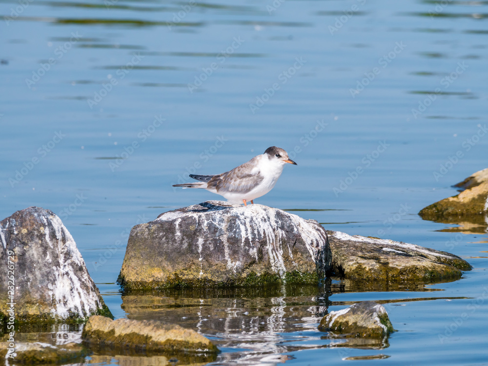 Common tern, Sterna hirundo, juvenile standing on rock in water, Netherlands Common tern, Sterna hirundo, juvenile standing on rock in water, Netherlands