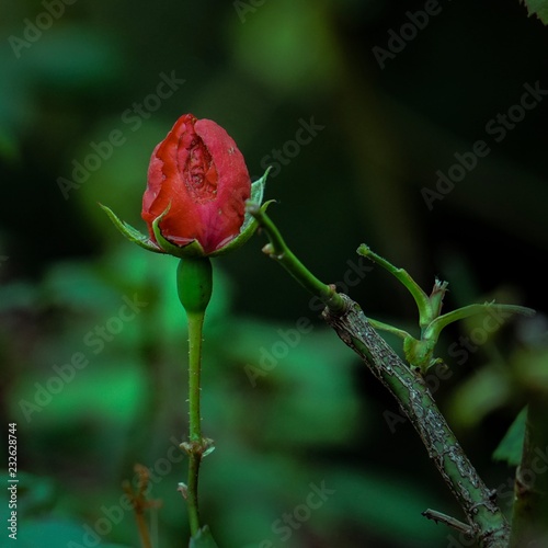 the great rose flower