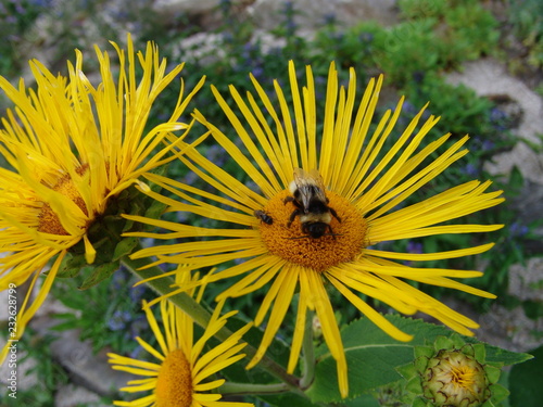 Leibnitzia anandria con impollinatore photo