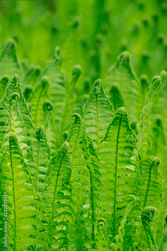 Bright green young fern Bright green young fern