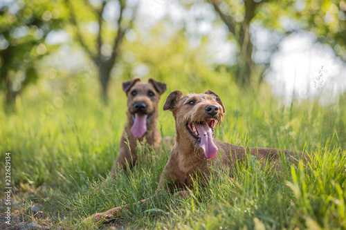 Fotografía Beautiful Irish terrier dogs, very active hunter breed, in nature