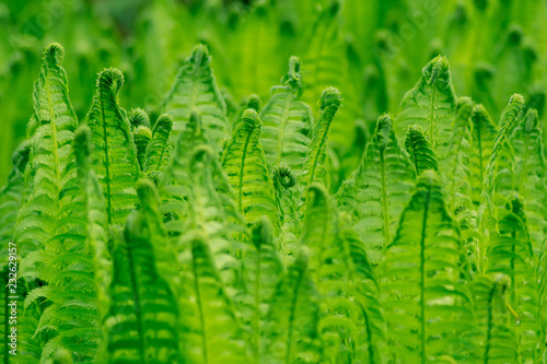 Bright green young fern