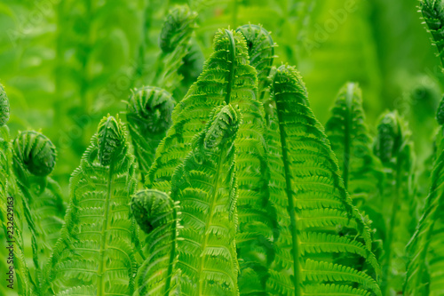 Bright green young fern