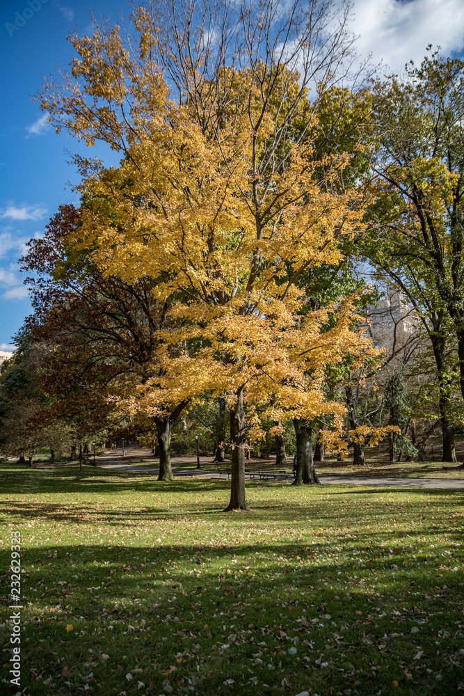 autunno a central park New York
