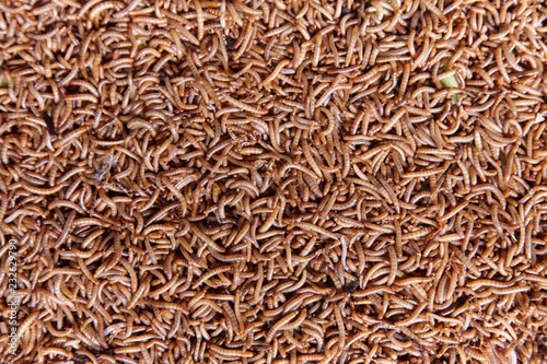 Worms