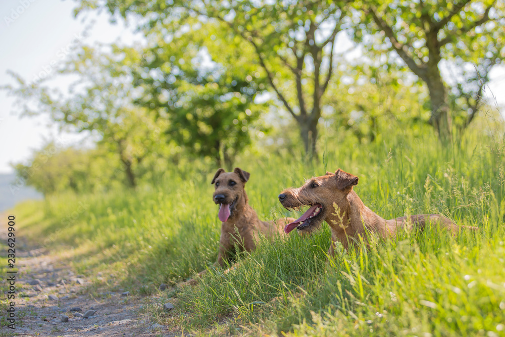 Beautiful Irish terrier dogs, very active hunter breed, in nature Beautiful Irish terrier dogs, very active hunter breed, in nature