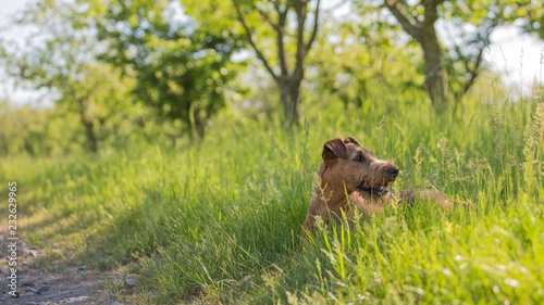 Beautiful Irish terrier dogs, very active hunter breed, in nature