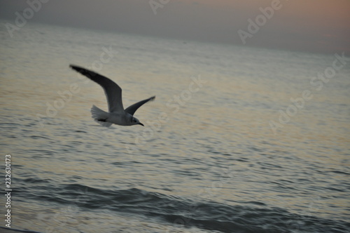 flying over the sea