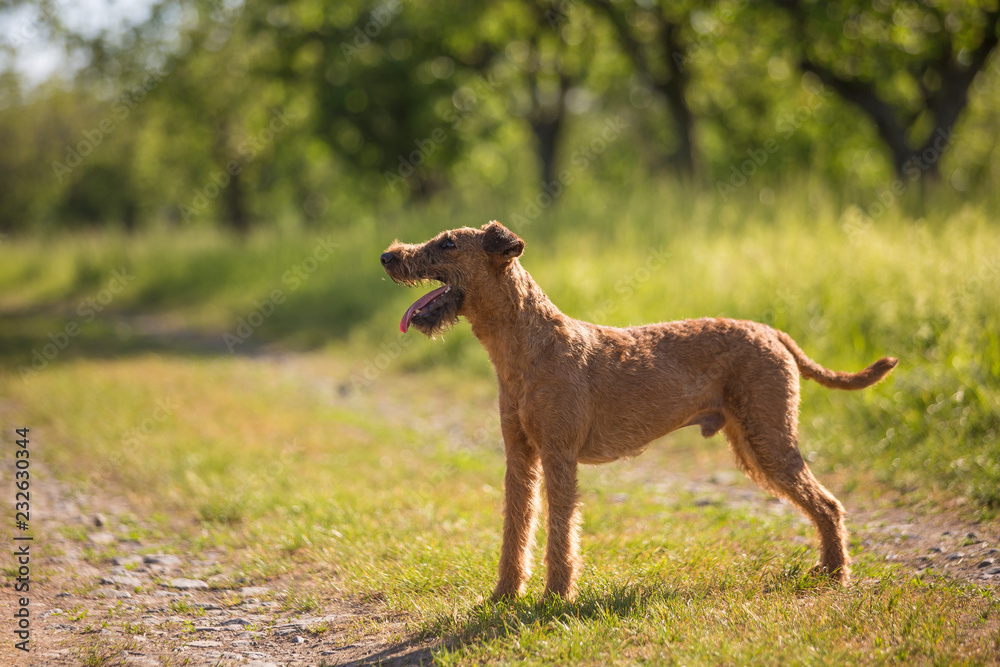 Beautiful Irish terrier dogs, very active hunter breed, in nature Beautiful Irish terrier dogs, very active hunter breed, in nature