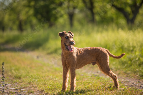 Canvas-taulu Beautiful Irish terrier dogs, very active hunter breed, in nature