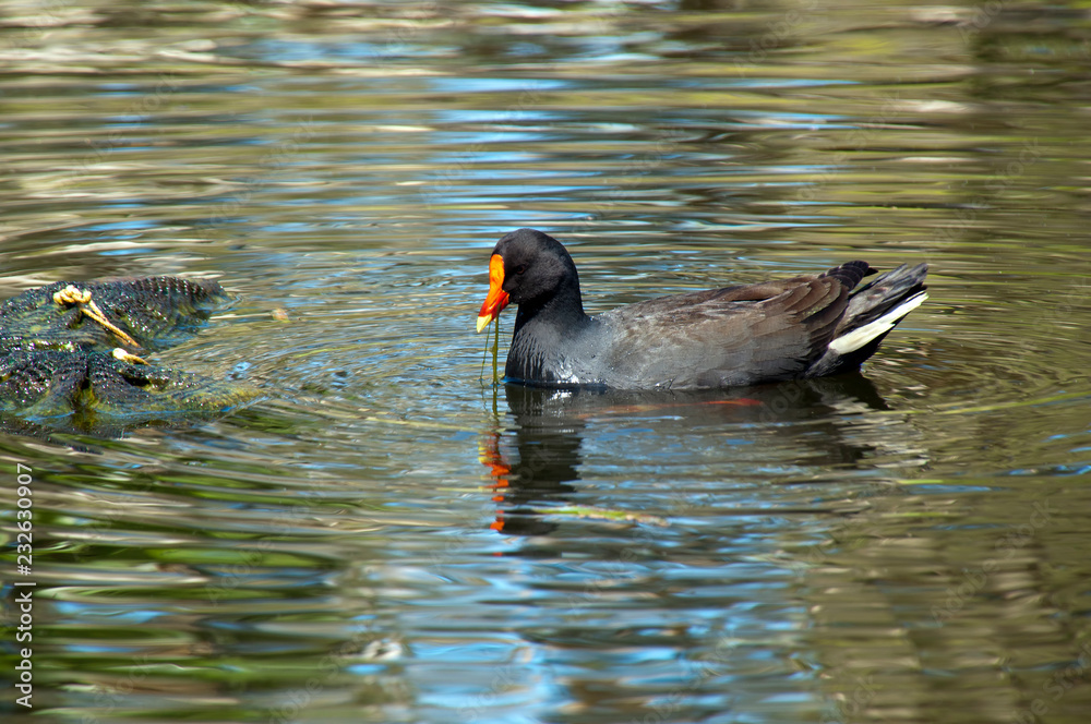 Sydney Australia, dusky moorhen feeding in pond Sydney Australia, dusky moorhen feeding in pond