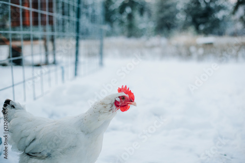 A white Delaware hen in the snow photo