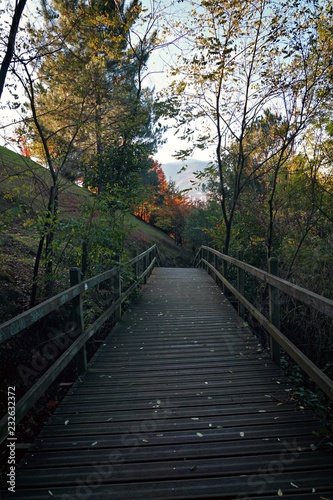 the bridge in the forest