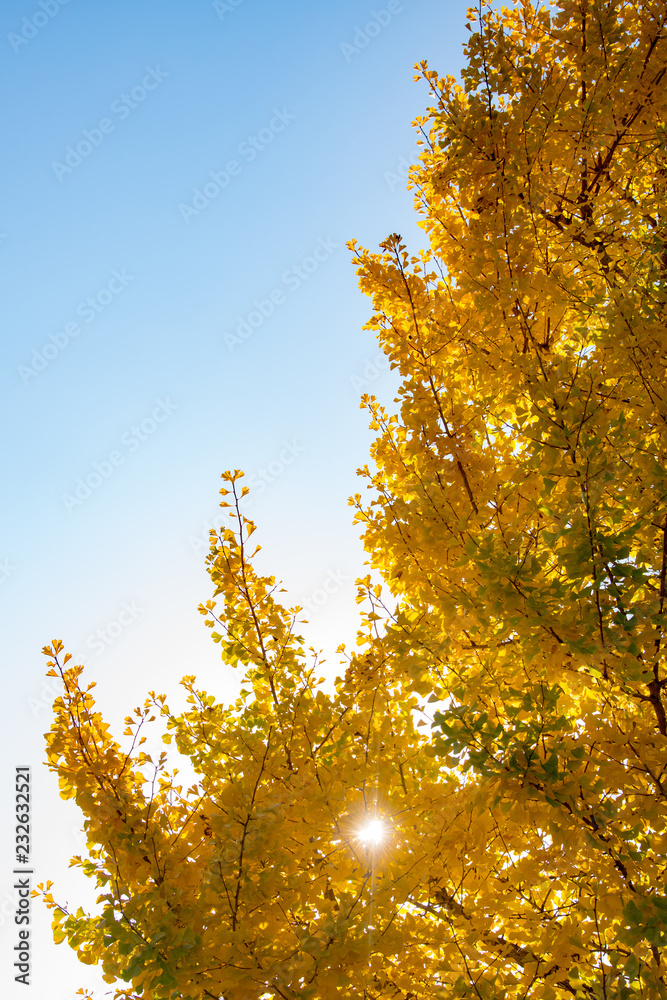 Fototapeta premium 紅葉した葉の間から秋の日差しがまぶしく輝く逆光の広葉樹