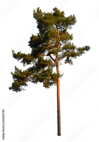 Green isolated pine tree