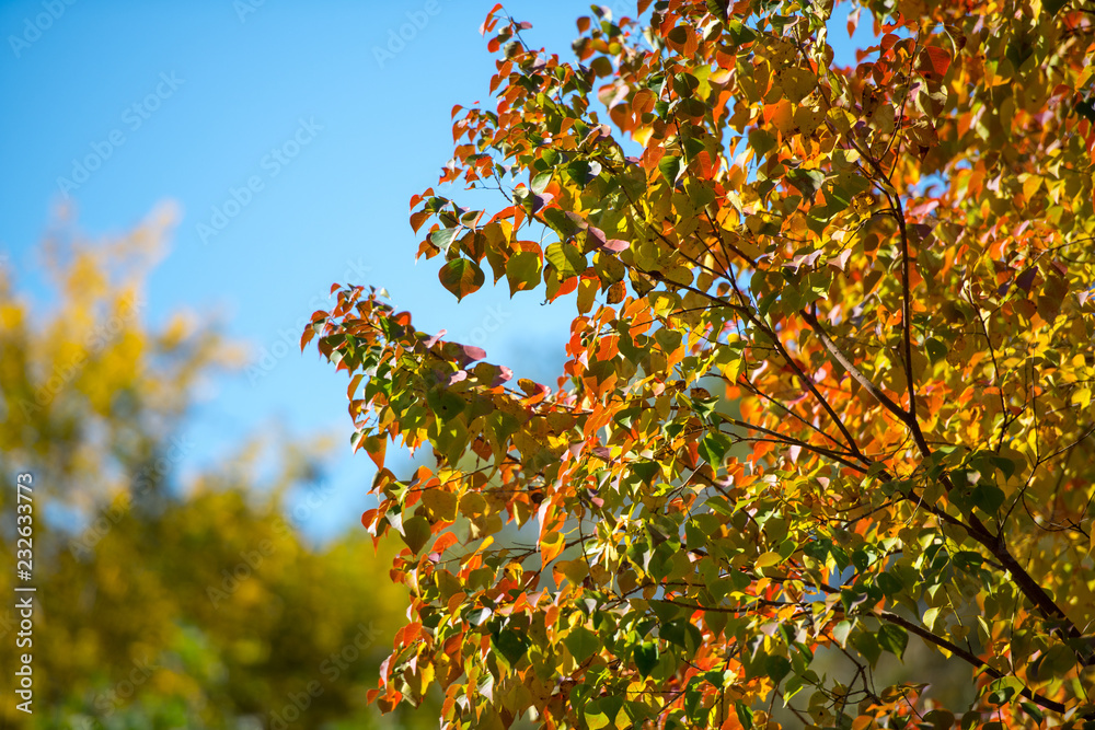 紅葉したポプラの葉が青空に映える Stock Photo Adobe Stock