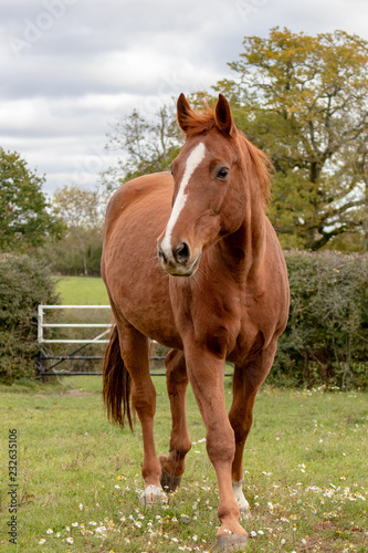 Brown Horse in a paddock © Aaron & Wera