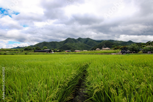 Champs de riz près de Hahoe folk village en Corée du sud et vue sur les montagnes Buyongdae et Namsam, Andong.