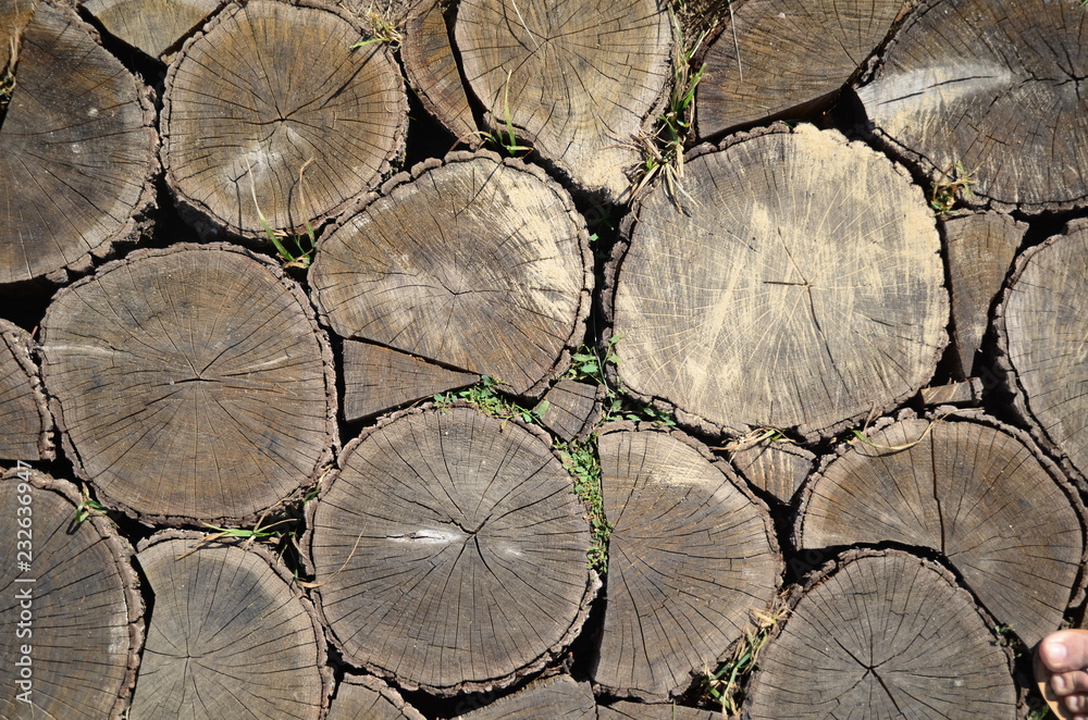 A pile of cut tree logs us wooden background/texture. Nature patern A pile of cut tree logs us wooden background/texture. Nature patern