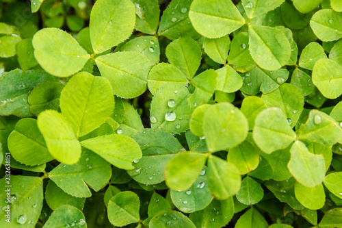 Green Clover in forest after rain. Background or texture of the leaves of the shamrock with drops of dew.