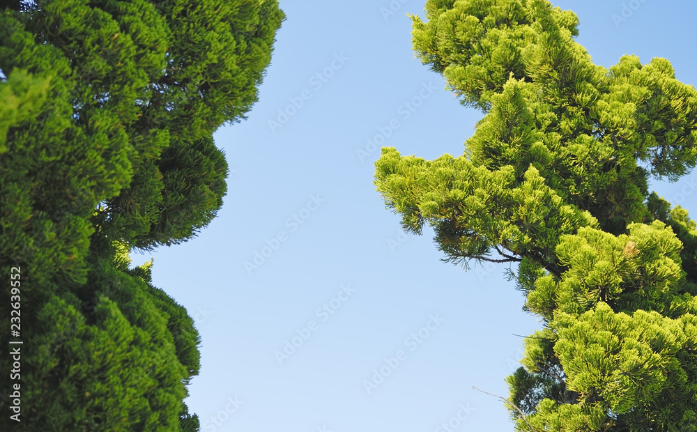 木 空 素材 木 空 素材