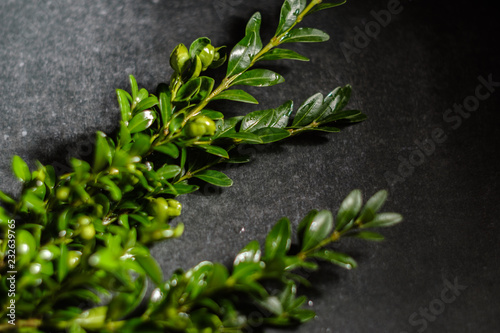 Boxwood, evergreen, honey shrub, branch lies on a gray stone background