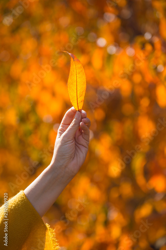 Hand with autumn leaves photo