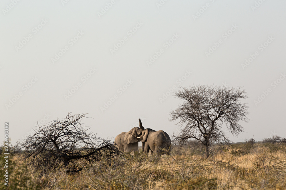 Elefantes peleando en Ethosa, Namibia (África) Elefantes peleando en Ethosa, Namibia (África)