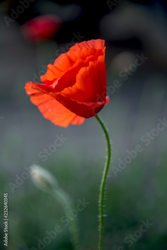 Bright red poppy on a blurred background