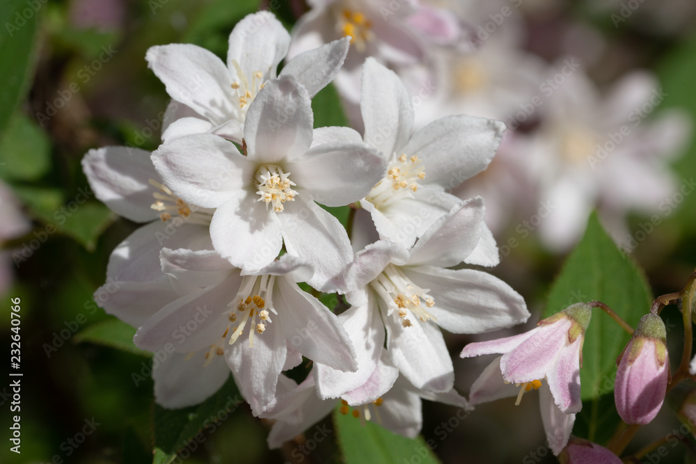 Fuzzy Deutzia, Deutzia scabra Fuzzy Deutzia, Deutzia scabra