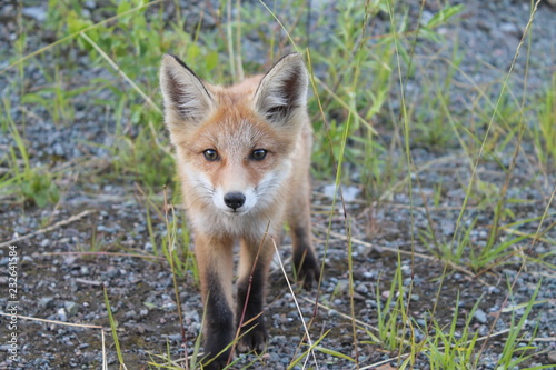 fox © Виктор Гаврилов
