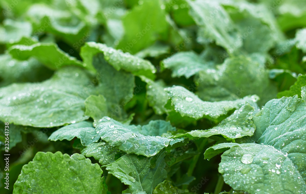 Green rape foliage with drops of water on bed in the field after the rain, copy space, closeup, macro. Eco farming concept Green rape foliage with drops of water on bed in the field after the rain, copy space, closeup, macro. Eco farming concept