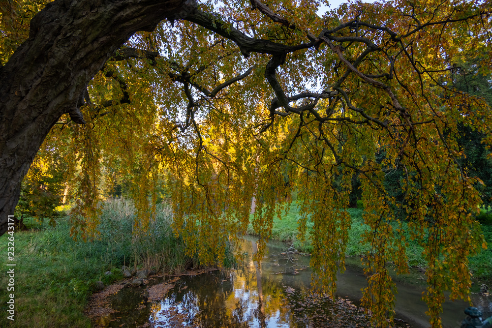 weidenbaum am teichufer in gelben herbstfarben in einem park