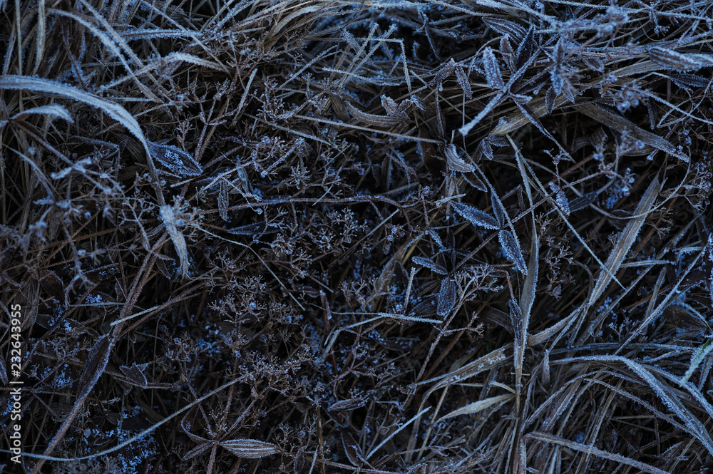 Frosty morning in the late autumn on the meadow. Frosty morning in the late autumn on the meadow.