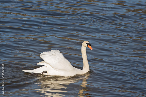 Swan a swimming