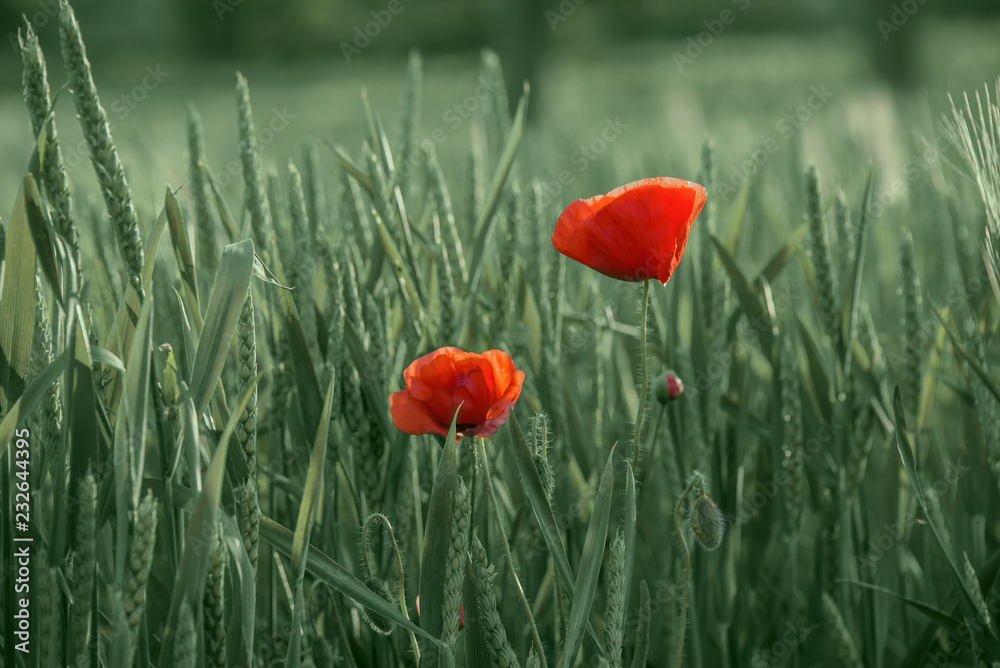 Bright red poppies on a background of green wheat field. Poppy flowers in a green field of spikelets.