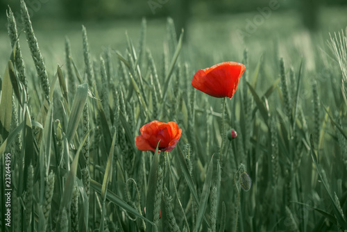 Bright red poppies on a background of green wheat field. Poppy flowers in a green field of spikelets.