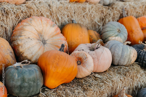 Rows of Pumpkins on Hay Bales