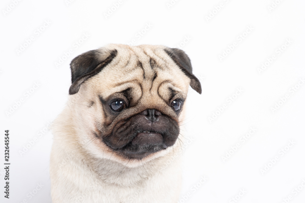 Angry dog pug breed making serious face and looking,Isolated on white background