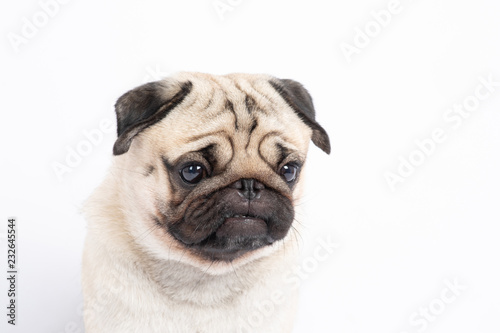 Angry dog pug breed making serious face and looking,Isolated on white background