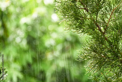 Blurred background of rain shower in green garden with pine tree branches and retained water drops in foreground. Raindrops reflect soft afternoon sunlight in the changing from rainy to cold season.