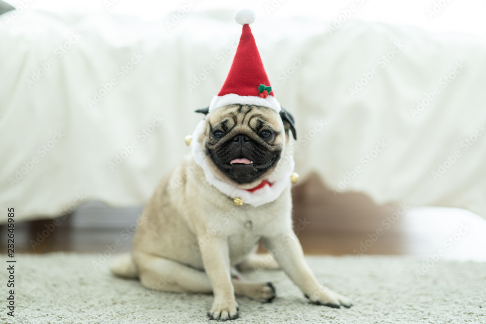 Cute Dog Pug Breed in Red Santa coat Costume sitting smile and happiness ready to celebrated in Christmas and new year day,Healthy Purebred dog with Christmas concept