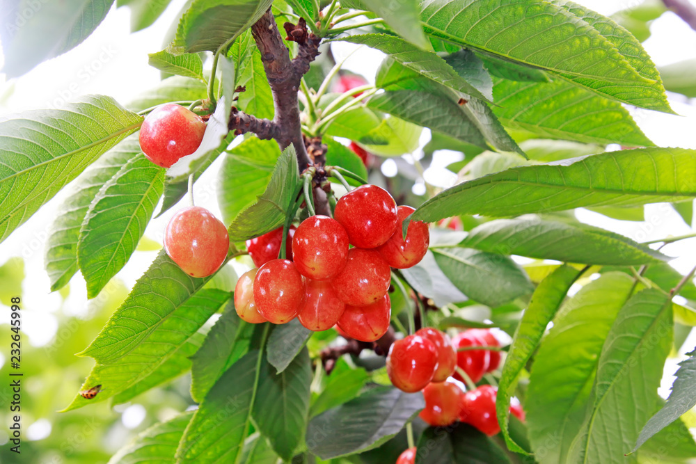 Mature large American cherry in an orchard Mature large American cherry in an orchard