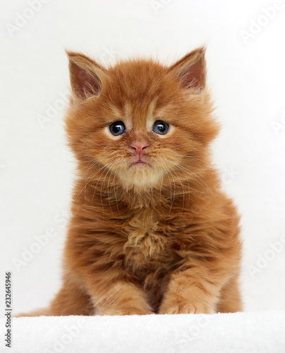 Fototapeta Naklejka Na Ścianę i Meble -  ginger kitten looking