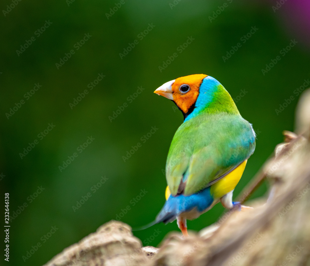 an amazing shot of a Gouldian Finch perched on a log 