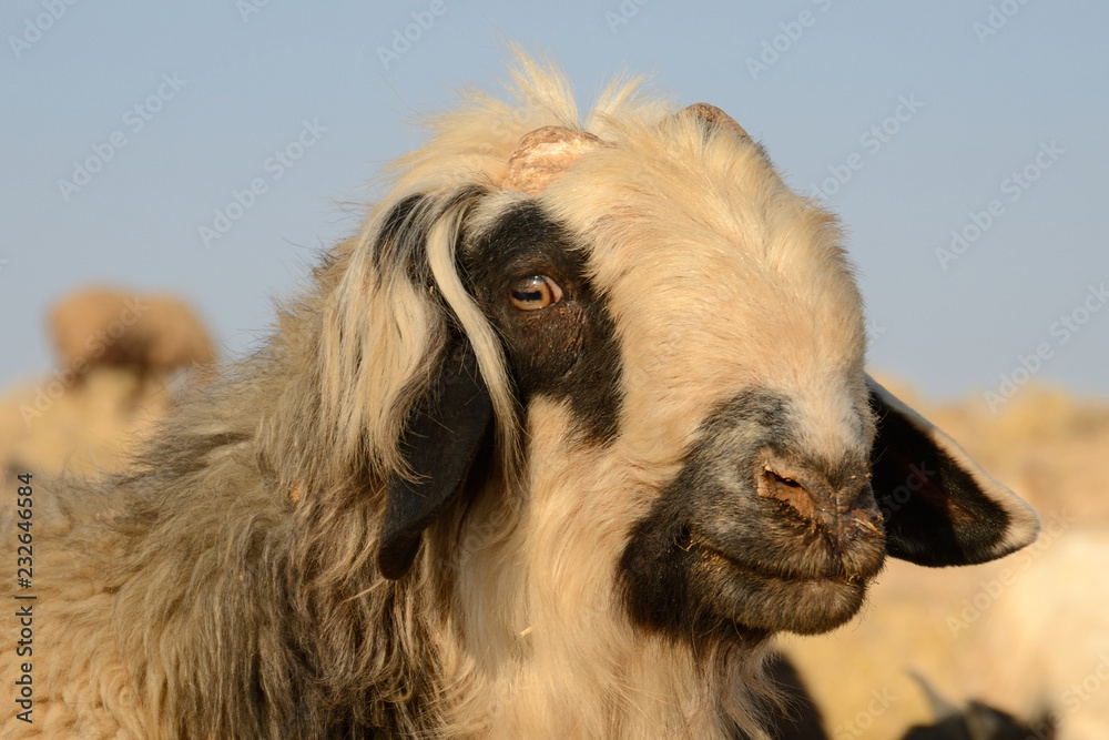 Fototapeta premium Sheep herd of the Qasqai nomads, Iran